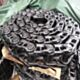 Komatsu-kaivinkoneen PC270LC-8 PC290LC-10 PC300LC-8 PC350LC-8 PC360-7 Track Link Chain Ass'y 207-32-00350